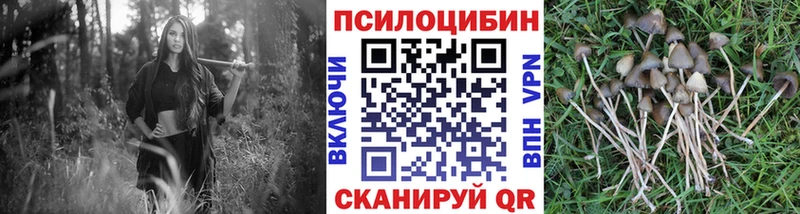 Галлюциногенные грибы Psilocybe Шебекино